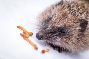DON'T FEED HEDGEHOGS MEALWORMS!