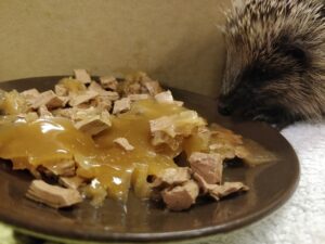 Hedgehog food